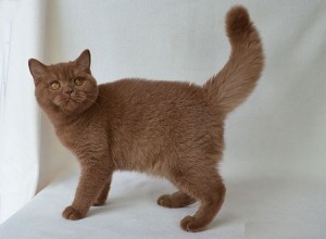 Британский циннамон фото. Циннамон британец. Кошка британская циннамон. Кот британский циннамон  